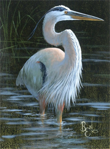 Bird Study - Great Blue Heron