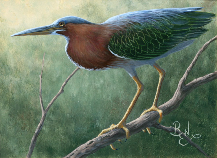 Bird Study - Green Heron