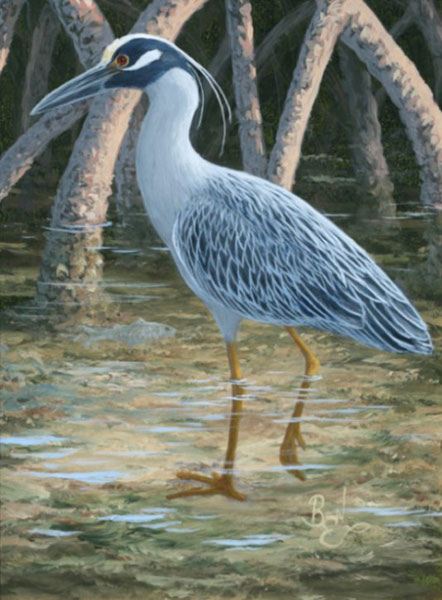 Bird Study - Yellow Crowned Night Heron