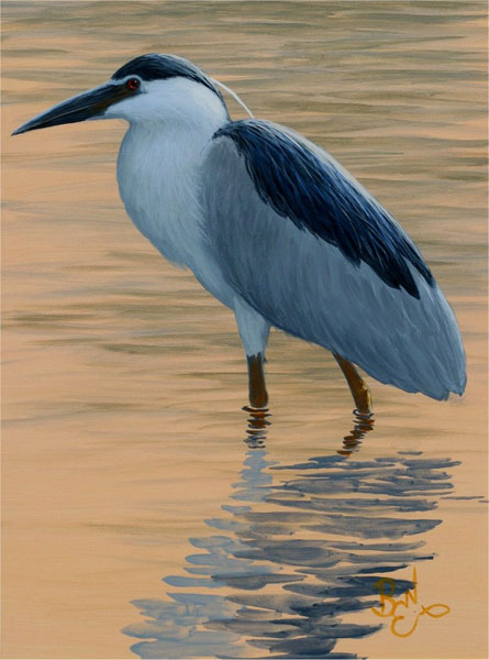 Color Study - Black Crowned Night Heron