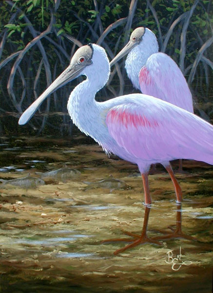 Color Study - Spoonbills