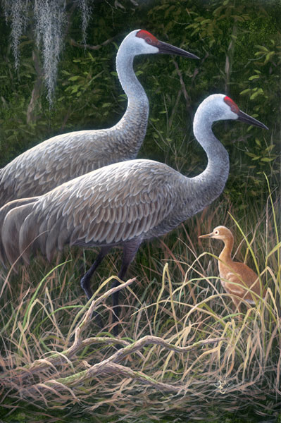 Sandhills In The Evening