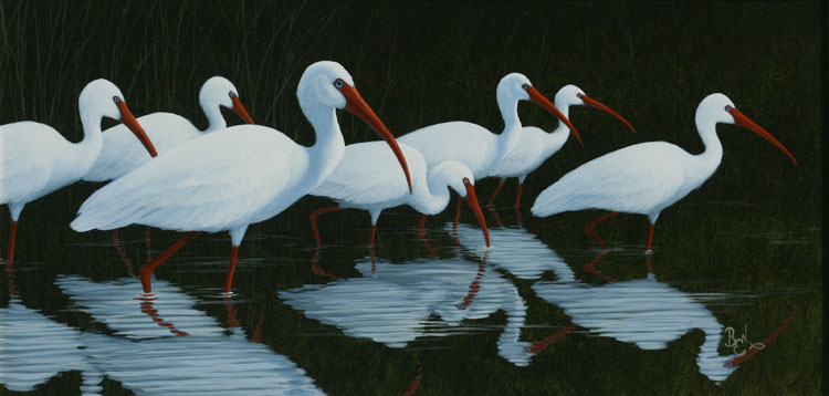 Seven White Ibis