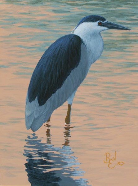 Water Study - Black Crowned Night Heron