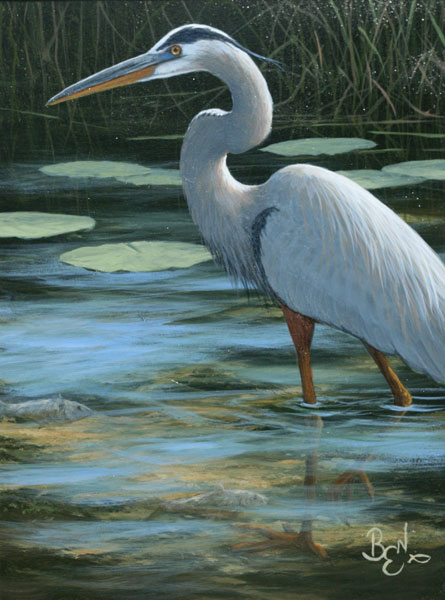 Water Study - Great Blue Heron
