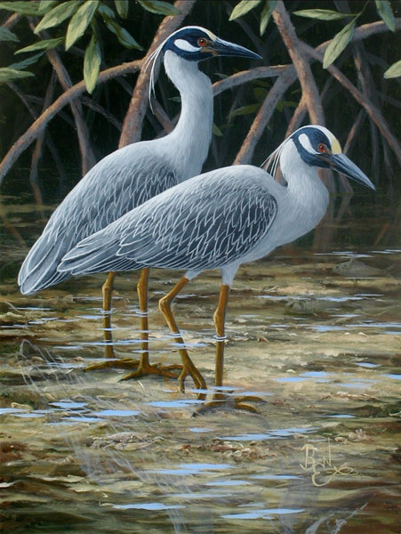 Yellow Crowned Night Herons