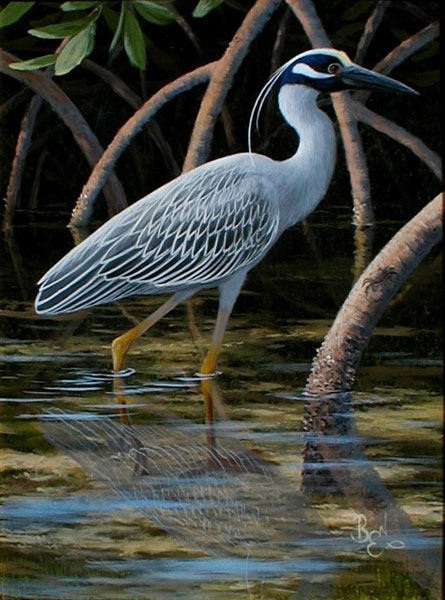 Yellow Crowned Night Heron II