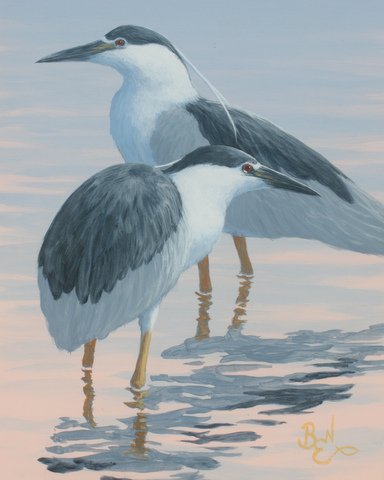 Color Study - Black Crowned Night Herons