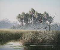 Marsh Hawk in the Morning II